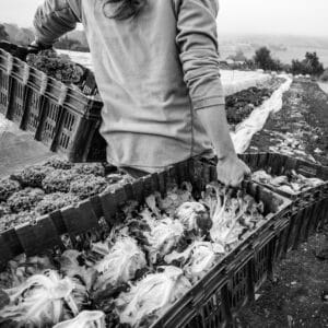 Cellesetceuxquinousnourrissent DenisLebioda 2 300x300 - Vernissage de l'exposition "Celles et ceux qui nous nourrissent"